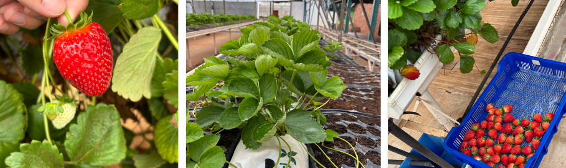 Food Production Systems